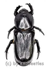 Genuchus colasi ( 15 – 19 )