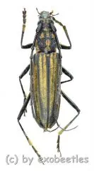 Gibbocerambyx aurevittatus ( 20 - 24 )