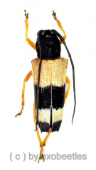 Glenea fasciata ( 15 – 19 )