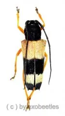 Glenea fasciata ( 15 – 19 )