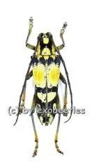 Glenea sarasinorum ( 20 - 24 )