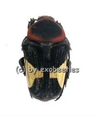 Glycyphana ( Glycyphana ) horsfieldi