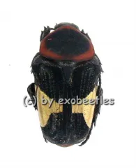 Glycyphana ( Glycyphana ) horsfieldi