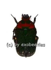 Glycyphana ( Glycyphaniola ) quadricolor ssp.quadricolor ( 10 - 14 )