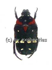 Glycyphana ( Glycyphaniola ) quadricolor ssp.rubroscutellaris var.2 ( 10 - 14 )