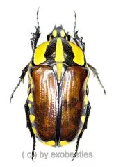 Gnathocera bilineata bilineata ( 15 – 19 ) A2