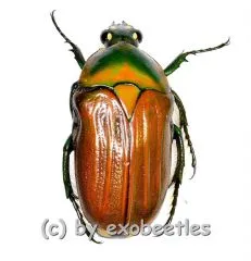 Gnathocera flavovirens ( 15 – 19 )