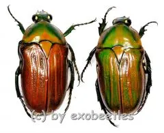 Gnathocera flavovirens ( M 15 – 19 )