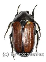 10 x Gnathocera trivittata aegyptiaca