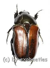 18 x Gnathocera trivittata aegyptiaca A2