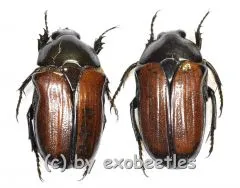 Gnathocera trivittata aegyptiaca ( 15 – 19 )