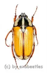 Gnathocera trivittata submarginata ( 15 – 19 )