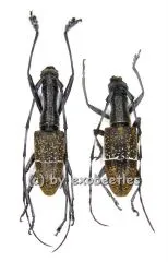Gnoma jugalis