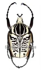 Goliathus albosignatus kirkianus ( 50 – 54 )