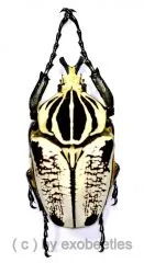 Goliathus goliathus f.albatus ( M 85 / F 65+ )