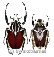 Goliathus goliathus f.apicalis ( M 79 / F 70+ )