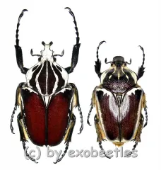 Goliathus goliathus f.apicalis ( M 79 / F 70+ )