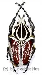 Goliathus goliathus f.conspersus ( 55 – 59 )