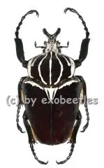 Goliathus goliathus f.goliathus ( M 89 / F 65+ )