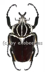 Goliathus goliathus f.goliathus ( M 89 / F 65+ )