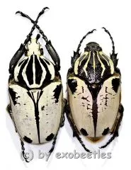 Goliathus goliathus f.quadrimaculatus ( M 74 / F 60+ )