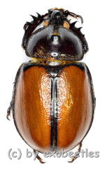 Golofa pusillus ( 20 – 24 )