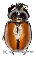 Golofa pusillus ( 25 – 29 )