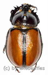 Golofa pusillus ( 20 – 24 )