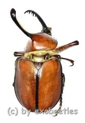 Golofa spartha ( 45 – 49 )