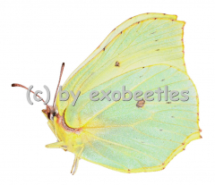 Gonepteryx rhamni