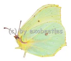 Gonepteryx rhamni