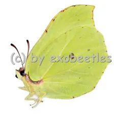 Gonepteryx rhamni