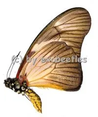 Graphium almansor