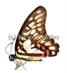 Graphium eurypylus A1/A-
