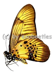 Graphium latreillianus theorina