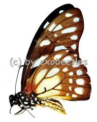 Graphium leonidas