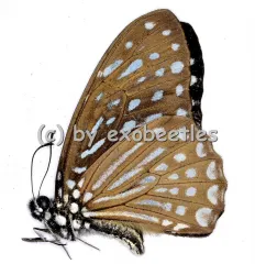Graphium ( Paranticopsis ) megarus megapenthes A2