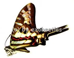 Graphium policenes A2
