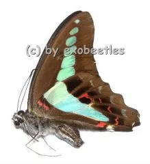 10 x Graphium sarpedon sarpedon