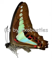 Graphium sarpedon colus