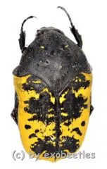 Gymnetis flavomarginata ( 15 – 24 )