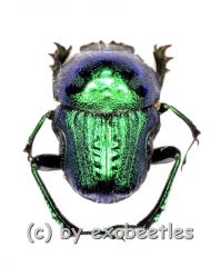 6 x Gymnopleurus fulgidus ( grüne var. ) A2