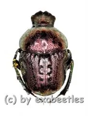Gymnopleurus fulgidus ( rote var. ) A2
