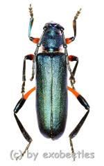 Hadromastrix ruficrus ( 25 - 29 )