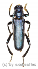 Hadromastrix spec. ( 20 - 29 ) A2