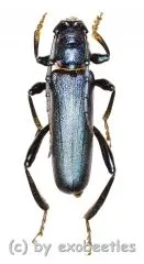 Hadromastrix spec. ( 20 - 29 ) A2