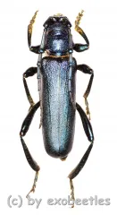 Hadromastrix spec. ( 20 - 29 ) A2