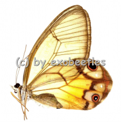 Haetera piera ( bernsteinfarbene transparente Flügel )