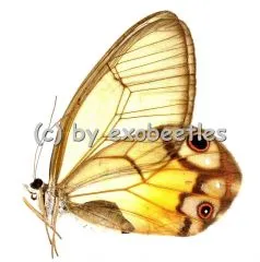 Haetera piera ( bernsteinfarbene transparente Flügel )