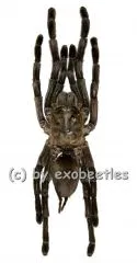 Cyrlopagopus ( Haplopelma ) minax